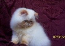 Flame Point Himalayan Kitten  Available NOW!